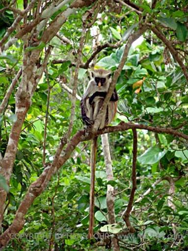 Monkeys and mangroves on Zanzibar, DSC06926b